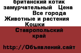 британский котик замурчательный › Цена ­ 12 000 - Все города Животные и растения » Кошки   . Ставропольский край